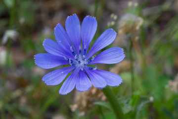 Close-up of the blue flower of Common chicory, Cichorium intybus