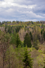 Fototapeta premium endless forests in summer dayat countryside from above