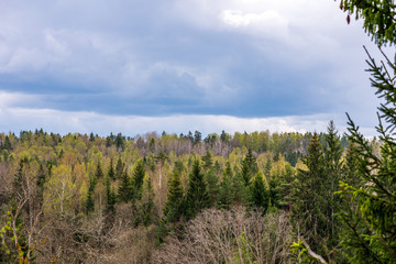 endless forests in summer dayat countryside from above
