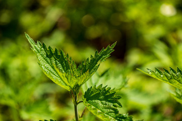 foliage leaf grass texture in green sunny summer time