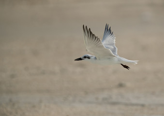 Gull-billed tern in flight, Bahrain 