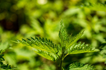 foliage leaf grass texture in green sunny summer time