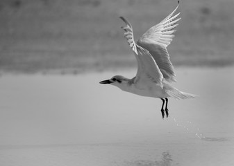 Gull-billed tern in flight, Bahrain 