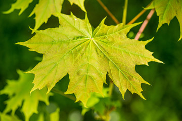 foliage leaf grass texture in green sunny summer time
