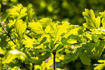 foliage leaf grass texture in green sunny summer time