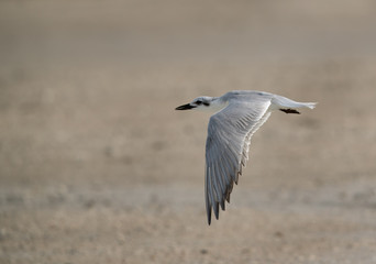 Gull-billed tern in flight, Bahrain 