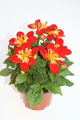 Rote Dahlien im Topf