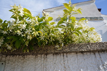 branch of a flowering tree on the fence