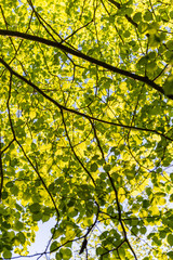 foliage leaf grass texture in green sunny summer time
