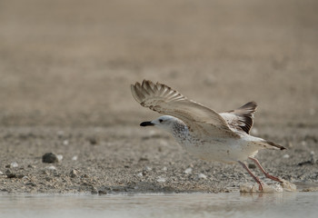 Heuglins gull in flight, Bahrain