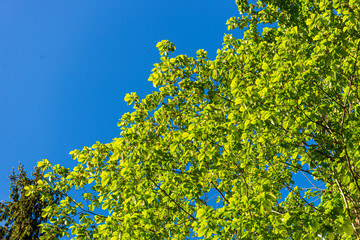 foliage leaf grass texture in green sunny summer time