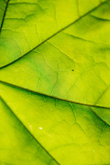 foliage leaf grass texture in green sunny summer time