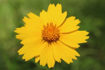 Macro shot of a yellow wildflower in Texas