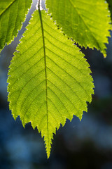 foliage leaf grass texture in green sunny summer time
