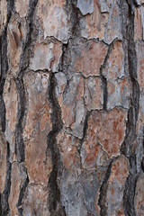 Bark of an old evergreen tree