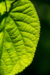 foliage leaf grass texture in green sunny summer time