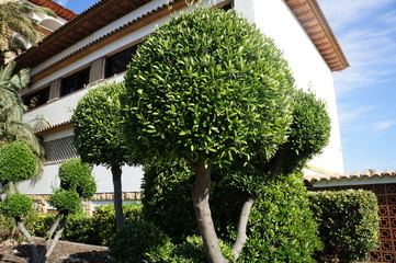 Topiary forms in garden 