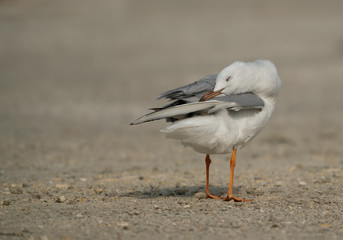 Seagulls are typically medium to large birds and grey or white in color