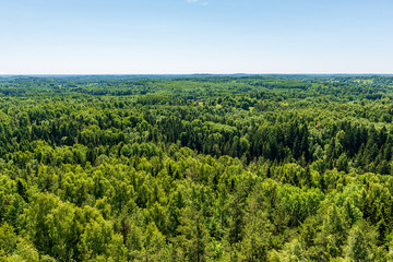 Fototapeta na wymiar endless forests in summer dayat countryside from above