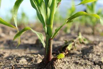 young plant in soil