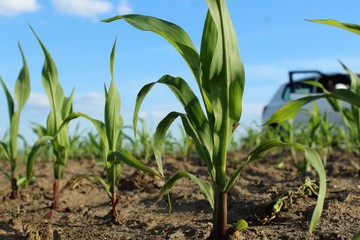 Obraz premium corn growing in a field