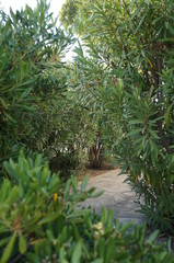 view through the thickets on a paved path