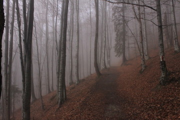 Obraz premium The path