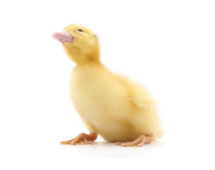 One yellow duckling.