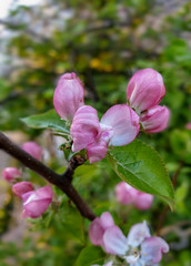 Spring with pink flower buds in the foreground. Behind it blurred green leaves, brown branch.