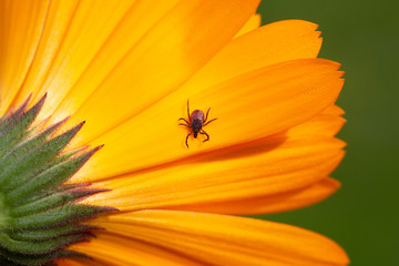 Castor bean tick or Sheep Tick - Ixodes ricinus - on the flower of a Pot marigold -Calendula officinalis.