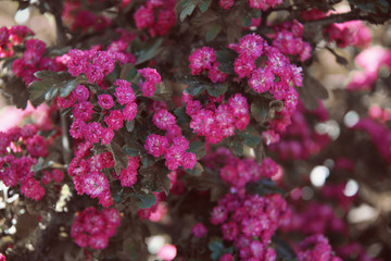 Hawthorn tree small pink flowers background
