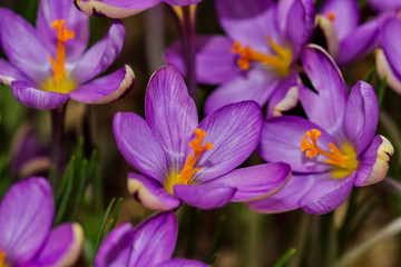 Purple crocuses. Are one of the first signs of spring. Crocuses are used in landscape design.