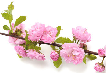 Pink rose and leaves.