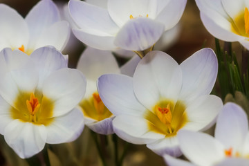 Fototapeta premium White crocuses. Are one of the first signs of spring. Crocuses are used in landscape design.