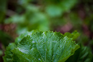 foliage leaf grass texture in green sunny summer time