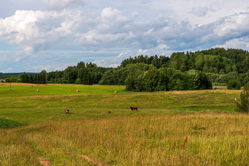 endless fields and forests with green trees under fog in countryside