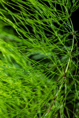 foliage leaf grass texture in green sunny summer time