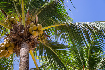 Tall palm trees with coconuts in blue sky background bottom view. Exotic plants concept. Resort background. Tropical summer vacation. Tropical nature. Paradise landscape.