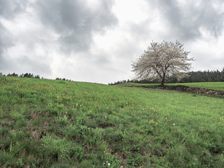 tree blooming in spring on green meadow on a cloudy day