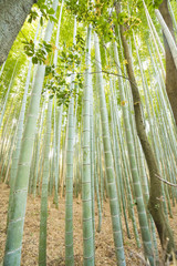 Bamboo grove