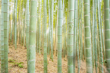 Fototapeta premium Bamboo forest