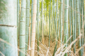 Bamboo forest