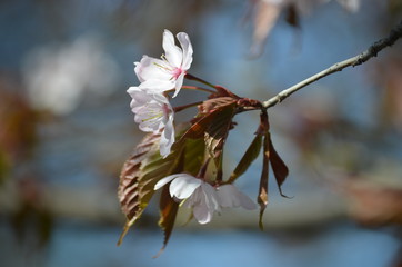 Pink buds and petals of Japanese cherry blossoms Sakura flowers blooming in the Japanese garden in spring. Macro