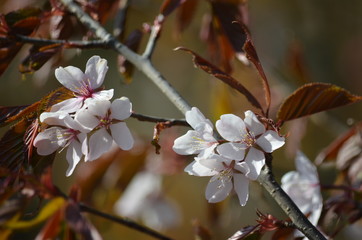 Pink buds and petals of Japanese cherry blossoms Sakura flowers blooming in the Japanese garden in spring. Macro