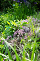 Beautiful botanical garden, flowers and blooming bushes in spring