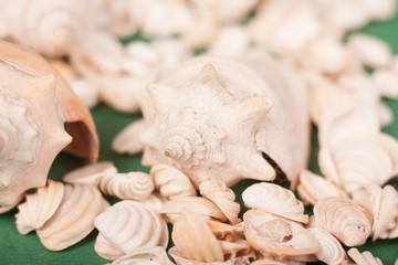sea shells 