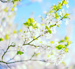 Obraz premium A branch of a flowering tree against the sky. selective focus.