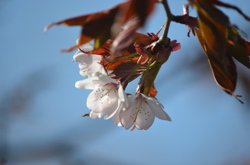 Pink buds and petals of Japanese cherry blossoms Sakura flowers blooming in the Japanese garden in spring. Macro