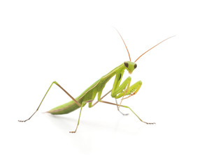 Large green mantis.