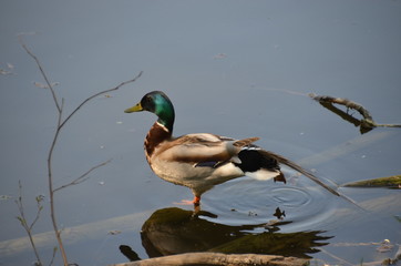 duck drake standing on one leg on a log in the clear blue surface of the lake